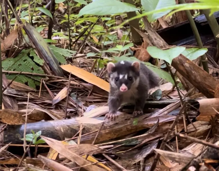 Guardians of Gayo: Preserving the Legacy of Wild Kopi Luwak in